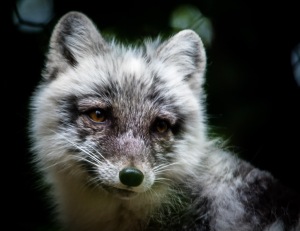 Arctic Fox #3